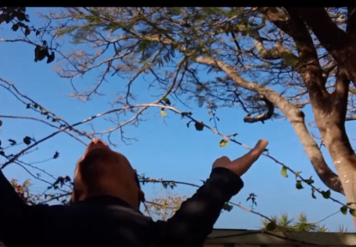 Vídeo Sob Sombra e Sol
