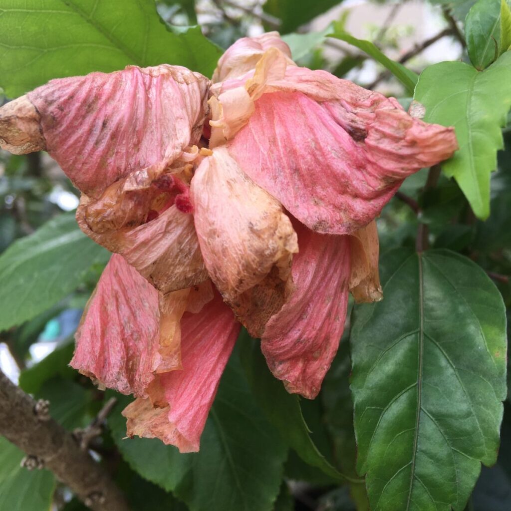 A perseguição da solidão a mulher privada de liberdade